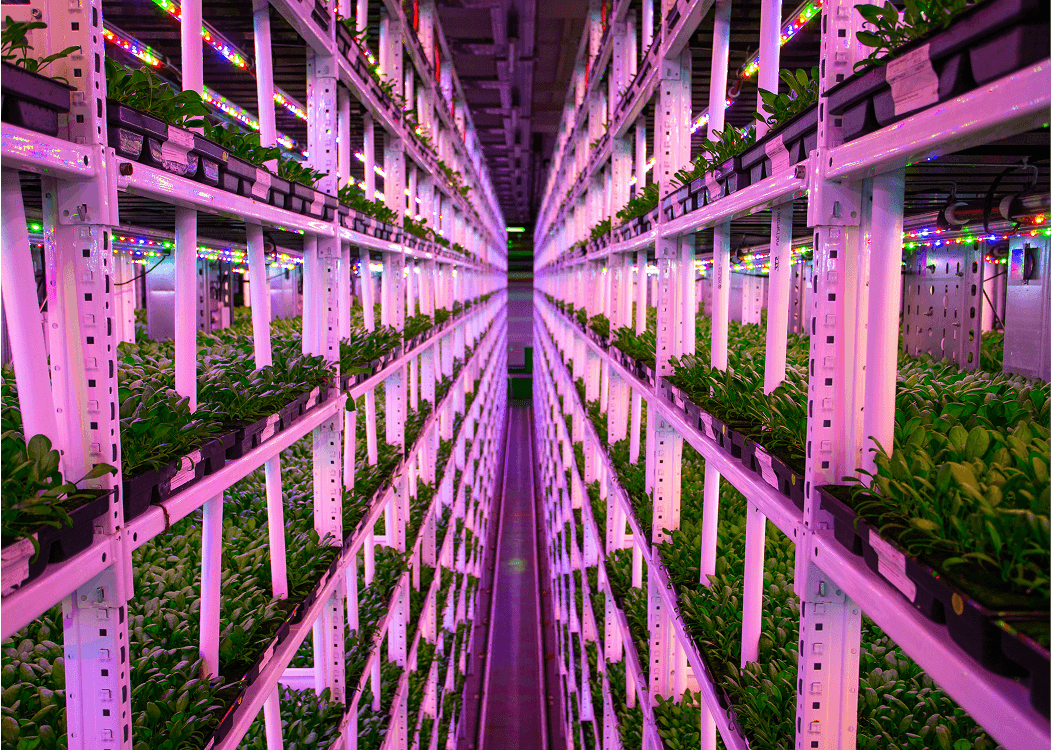Vertical Harvest Farms — project image 1