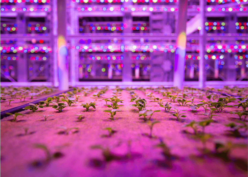 Vertical Harvest Farms — project image 2